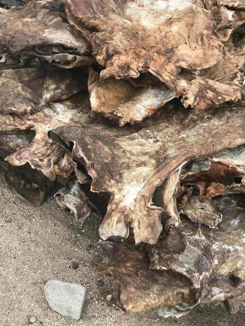 Sun Dried Cowhides